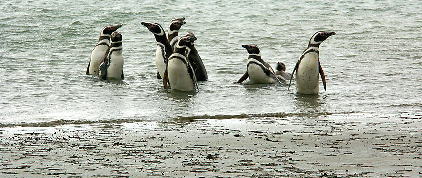 image from Pingüinos magallánicos